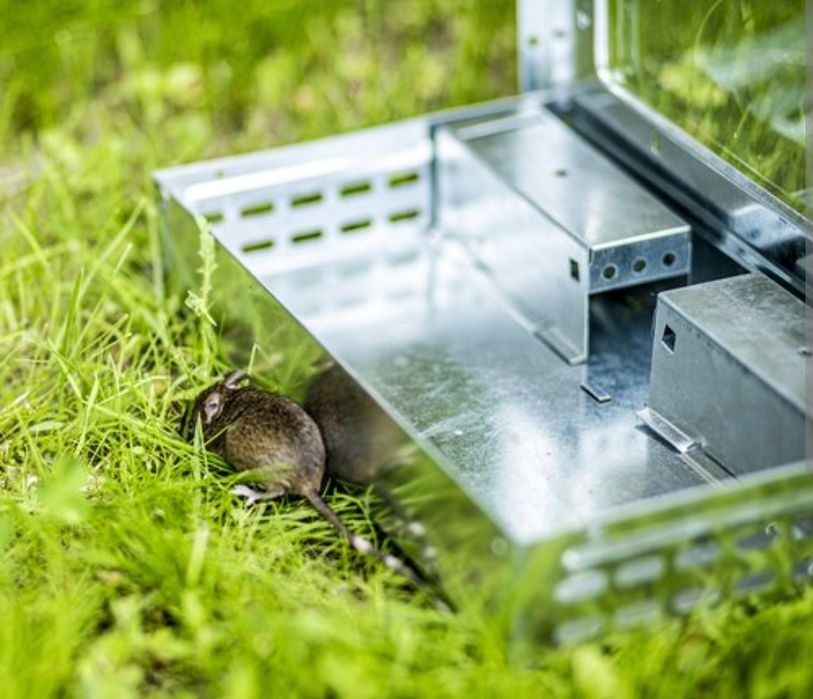 Ловушка и приманка