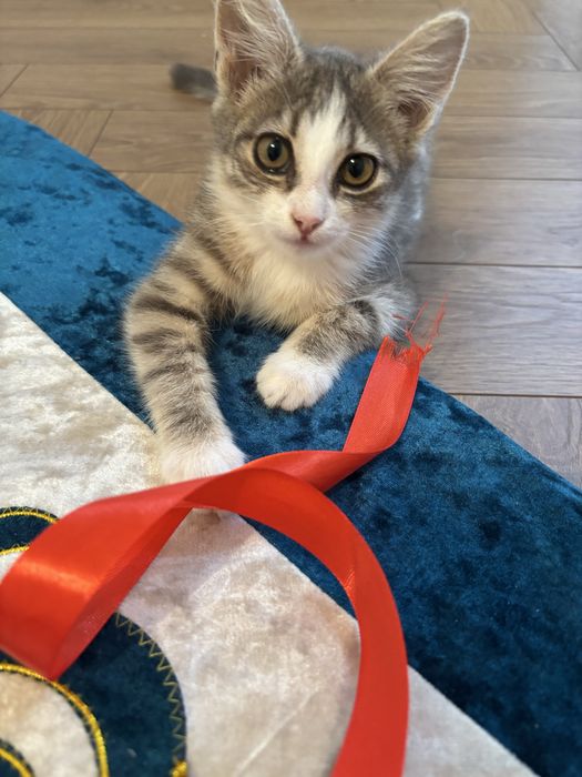 Отдам котенка в добрые руки