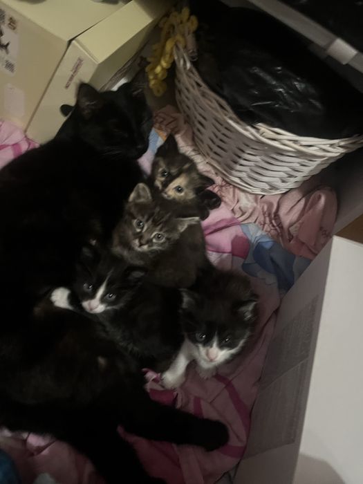 КОТЯТА отдаю  Шымкет