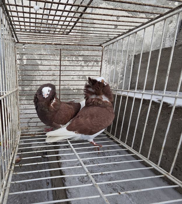 3  perechi de capucini +1 mascul