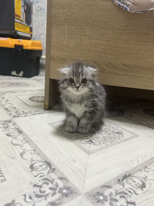 Осталось девочка короткошёрстная