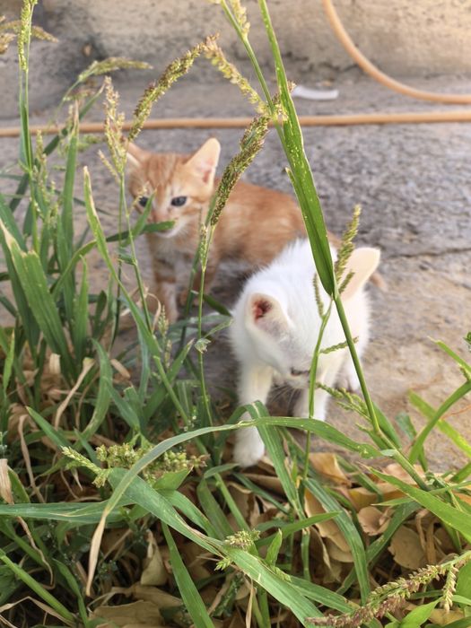 Марғаулар, котята 1 айлық