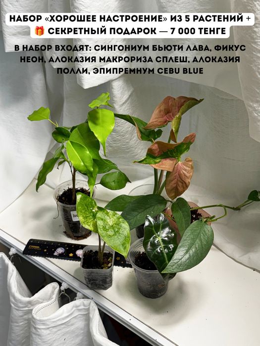 Разные комнатные растения