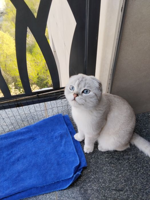 Котята, шотландцы вислоухие