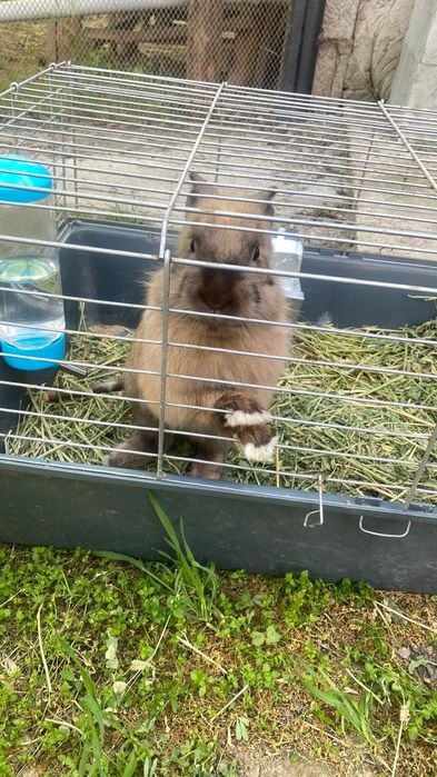 Кролик коричневый самец