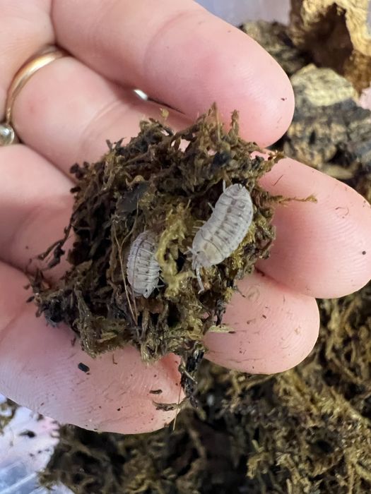 мокрицы Armadillidium maculatum