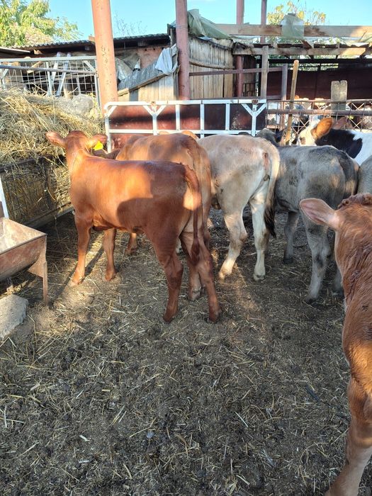 Viței media 150 kg (lot 10)