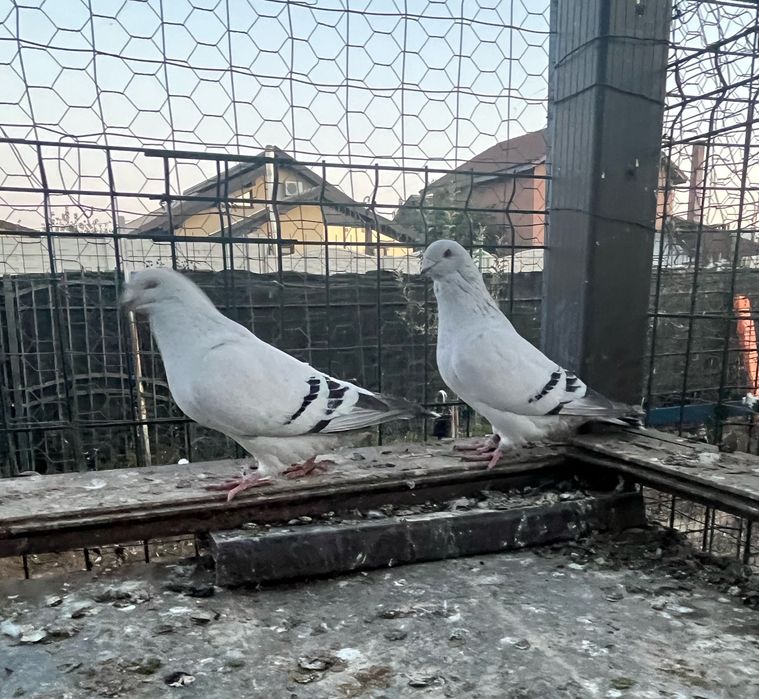 Lot disponibil ptr case noi