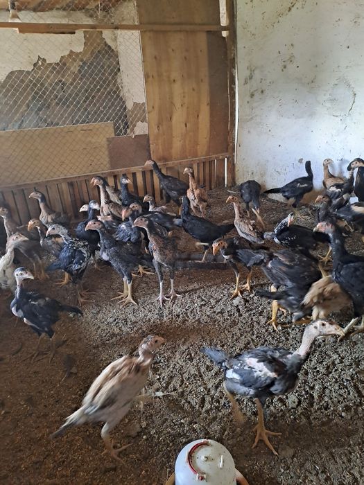 Продам даканов  3 месяц