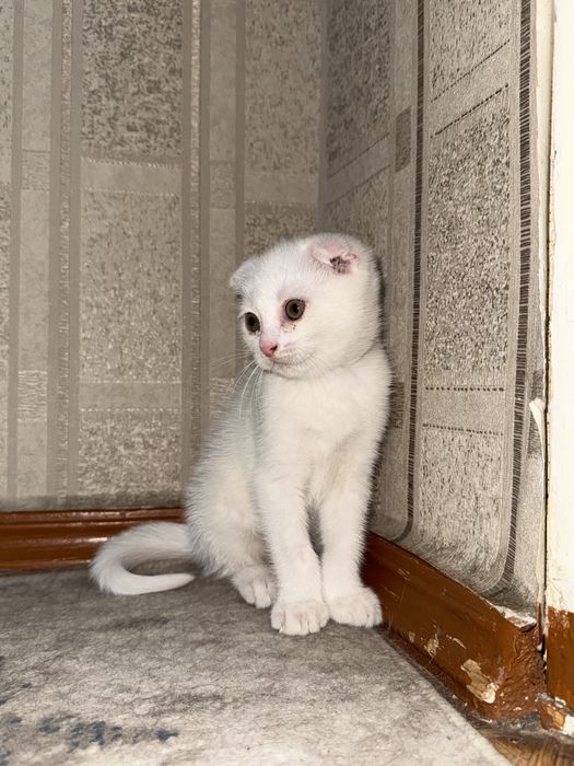 Scottish fold o’gil bola 2 oylik
