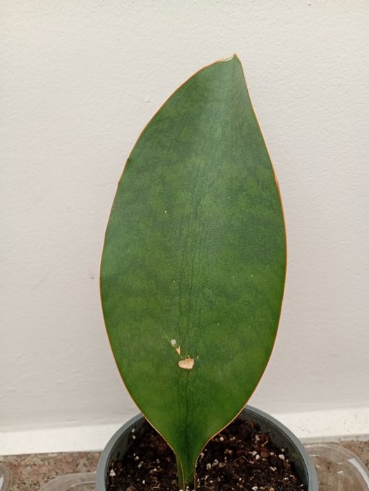 Сансевиерa Sansevieria Masoniana Whale Fin / Каланхое