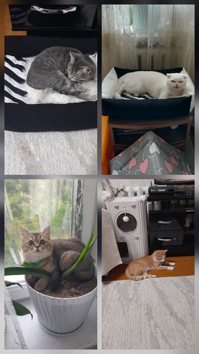 Передержка кошек