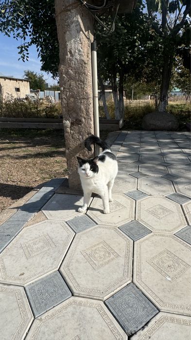 Кошка в хорошие руки