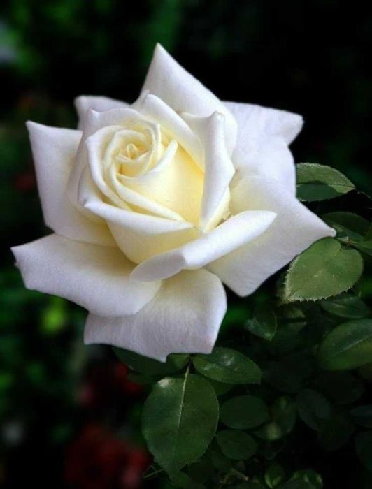 Розы саженцы молодые