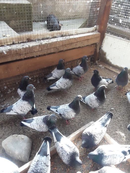 Vand porumbei Lux Polonez