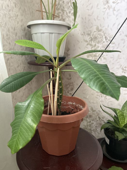 Комнатные растения