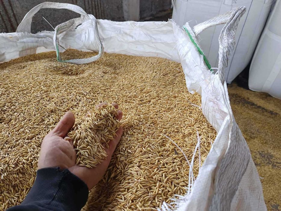 Продавам Пшеница, Слънчоглед и Овес, реколта 2025г.