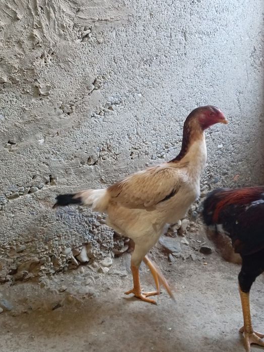 Yoshiga tuldi makiyon