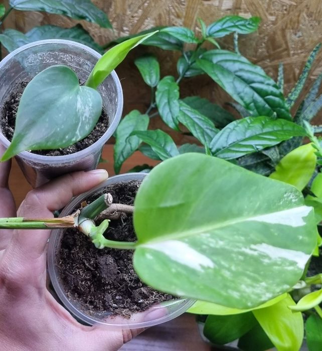 Продам деток монстеры Альба