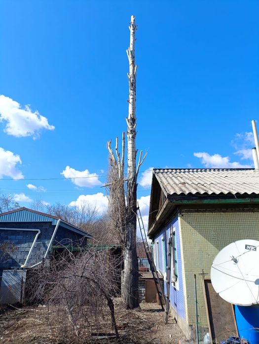 Спил деревьев. Бензопила