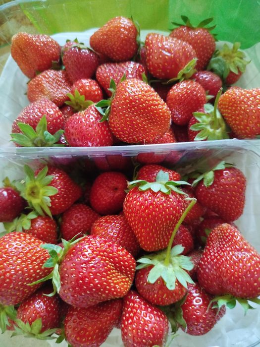 продавам ягоди плод
