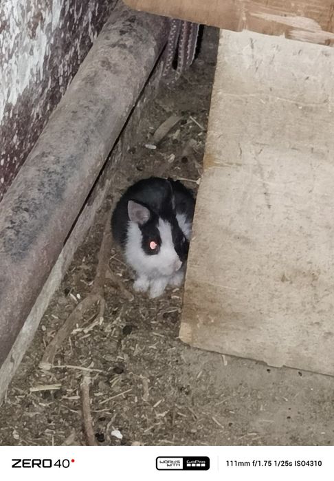 Карликиви қуёнлар