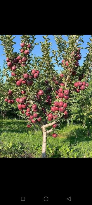 Мевали кучатлар Хар хил нави бор