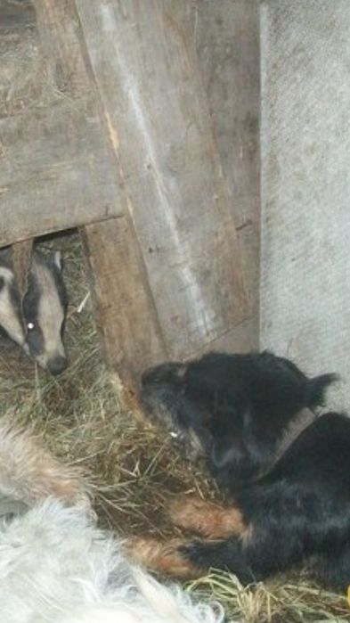 Ягдтерьер и Фокстерьер.