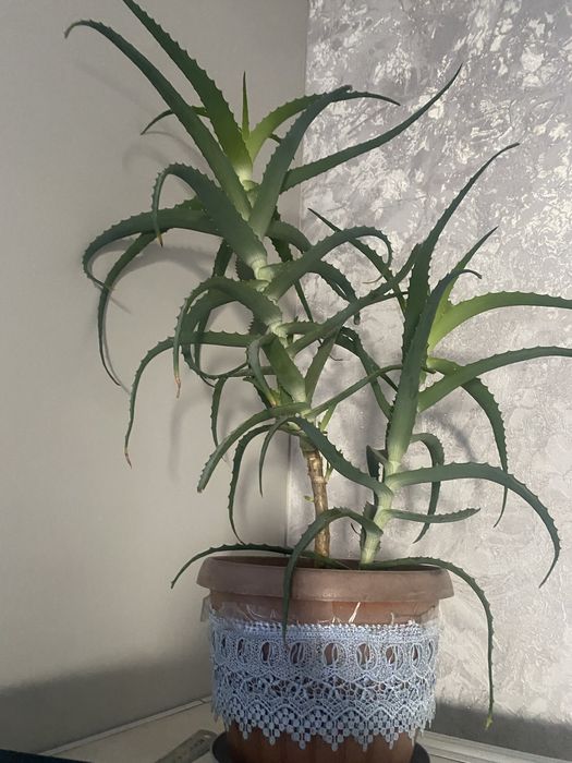 Продам алое на 342 кв