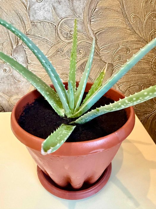 Шикарный красивый Колеус