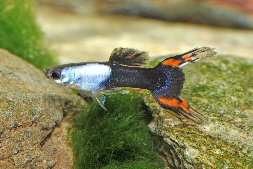 Распродажа рыбки ГУППИ