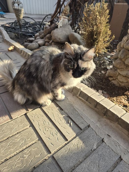 Отдам кошку бесплатно