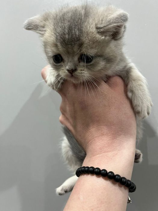 Котенок шотландский вислоухий