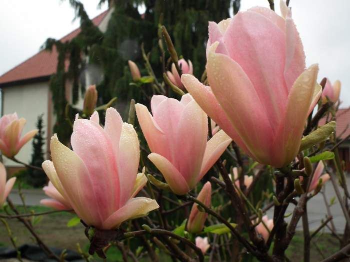 Magnolia Yellow River la ghiveci