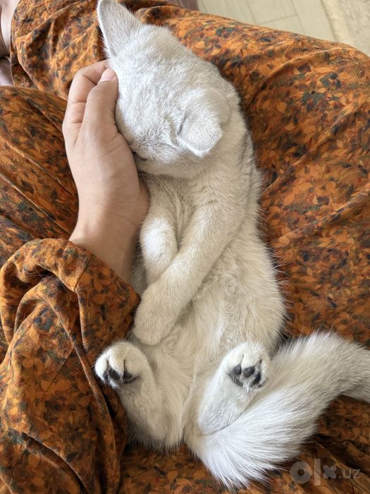 Продается котенок