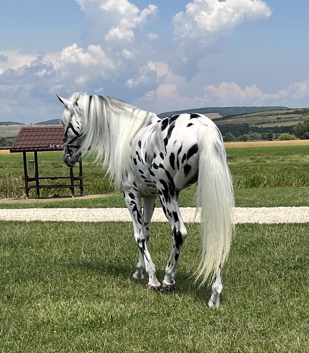 Armăsar Appaloosa echitație călărie