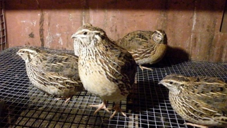 Продавам пъдпъдъци манджурски и фараон