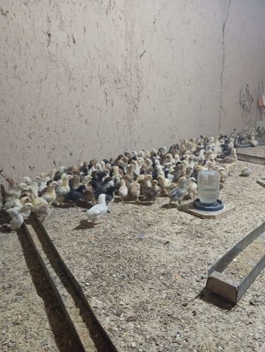 Damashni jujalar sotiladi