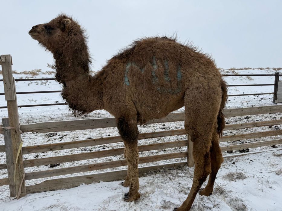 тайлак туе тайлақ түе