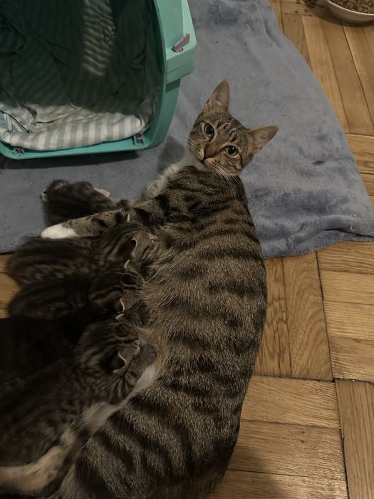 pusicute spre adoptie