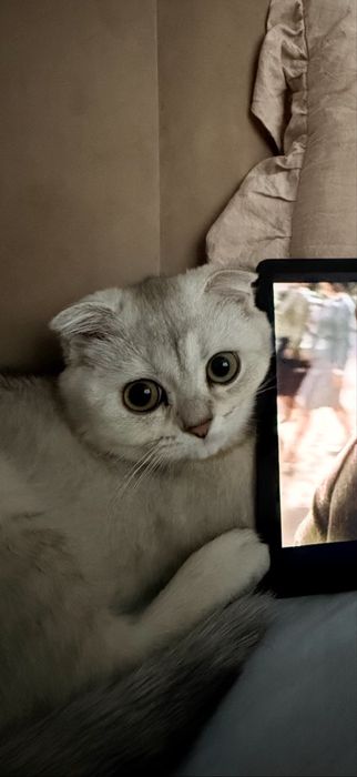 Продаётся котёнок вислоухий шотландец