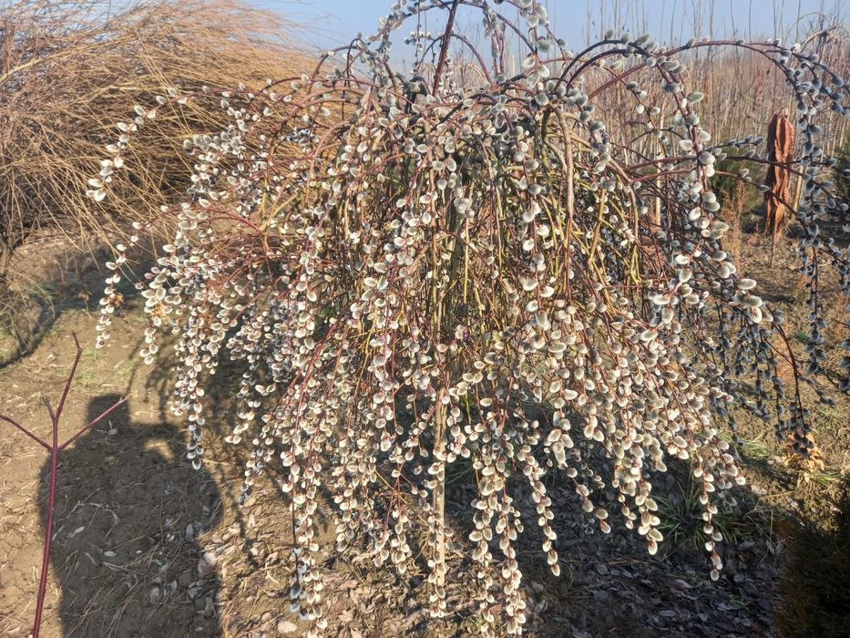 Түрлі көшеттер Шыршалар