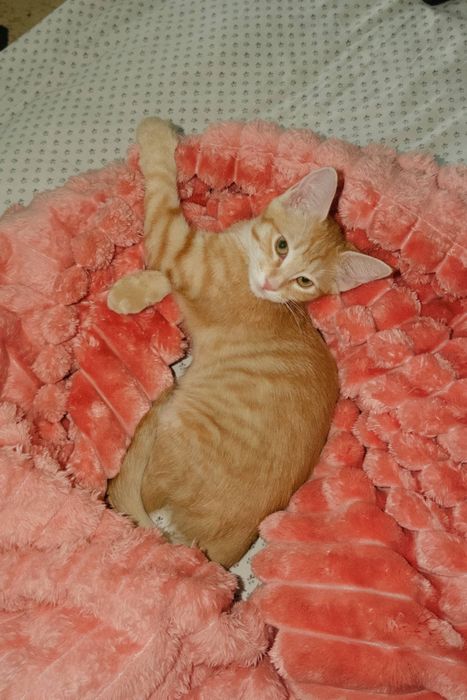 Отдам котенка  в хорошие руки