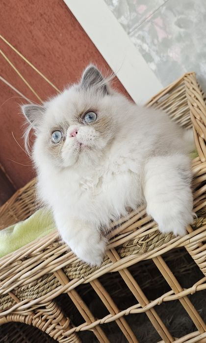 Персийски котенца