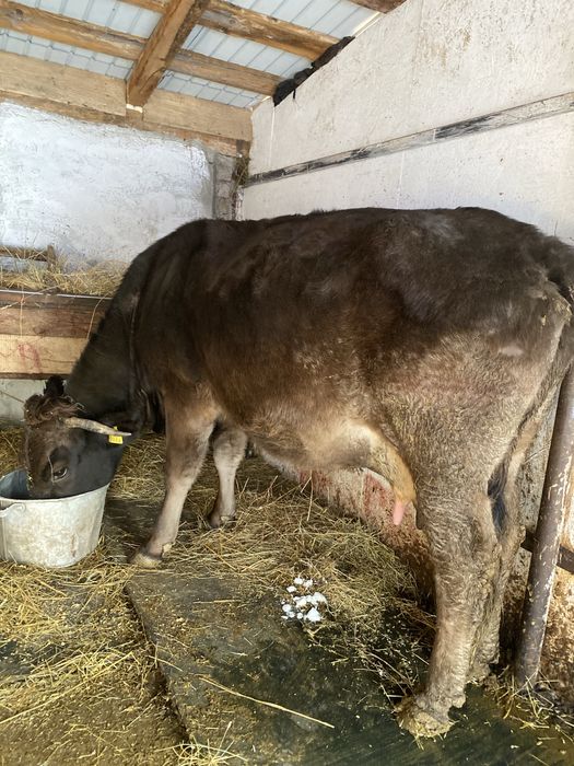 De vanzare vaca cu vitea angus gestanta !