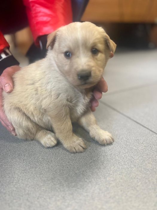 Щенок в добрые руки