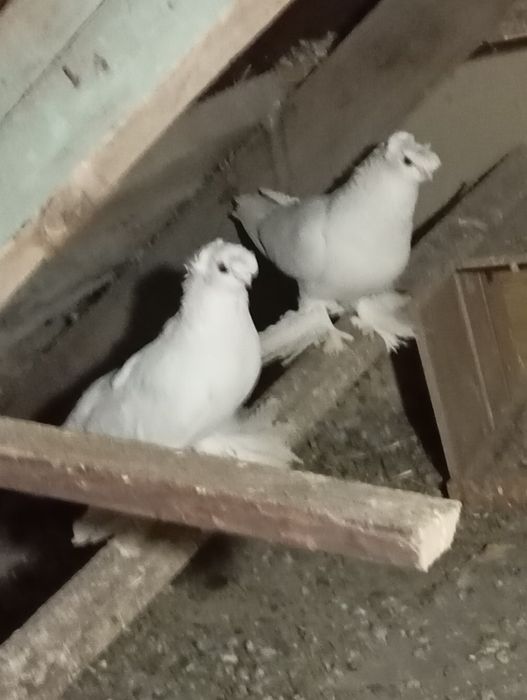 Продам голубей..