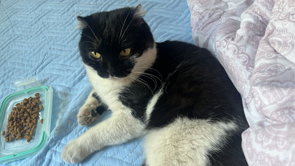 Отдаю в хорошие руки