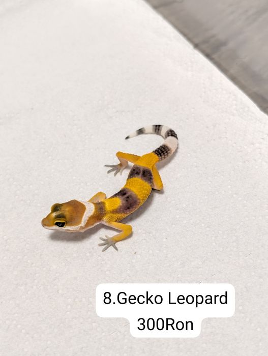 Soparla Gecko Leopard