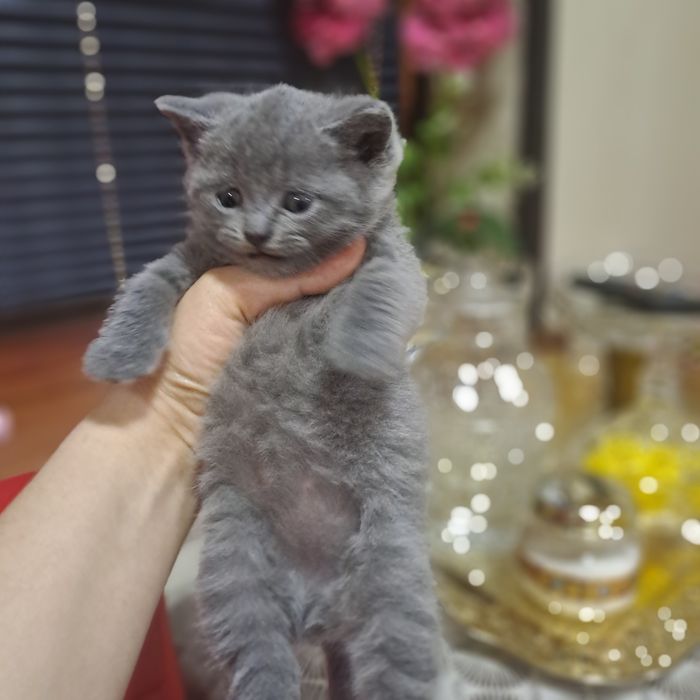 Котята от правильной вязки